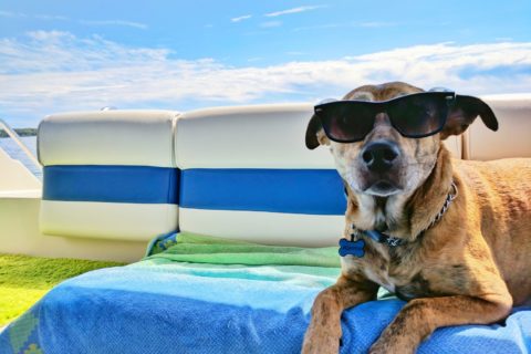 Fido on Board: Tips for Boating with your Dog